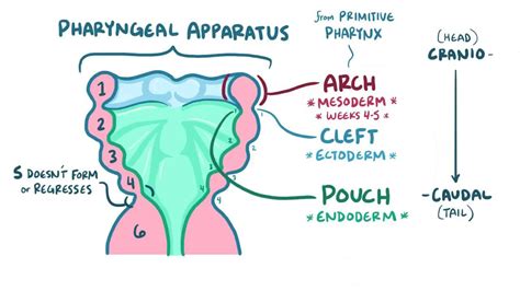 Branchial Apparatus