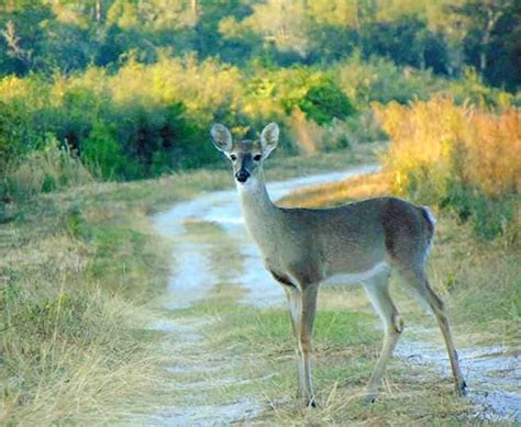 Blue Spring State Park | Imagine Our Florida, Inc