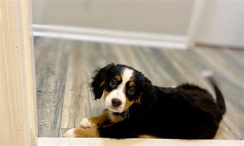 Mini Bernese Mountain Dog Breed Info | NCRAOA