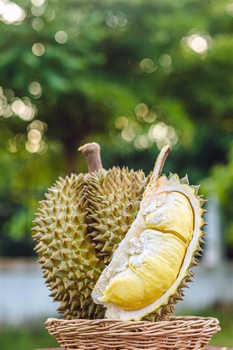 Durian riped and fresh ,durian peel with yellow colour on wooden table. 8491545 Stock Photo at ...