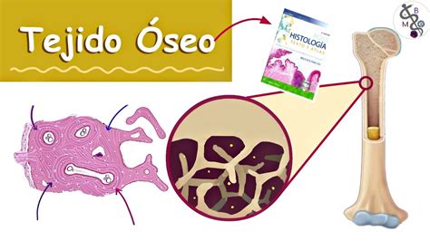 Tejido Óseo (Hueso) | Histología Ross | Medicina - YouTube