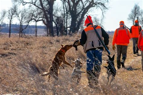 Finding and Starting Your Pheasant Dog: 7 Tips From the Experts | GearJunkie