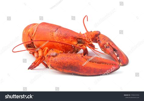 Cooked Lobster Isolated On White Background Stock Photo (Edit Now) 1793610763