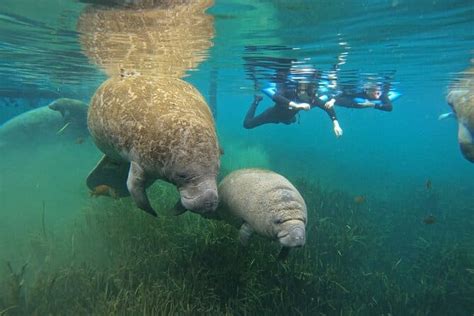 Crystal River Manatee Snorkeling Adventure