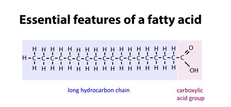 Lipids | Biology | Visionlearning