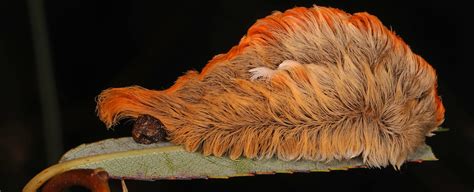 This Fuzzy Caterpillar Conceals a Venom Unlike Any Ever Seen in Insects ...