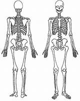 Back And Front Of A Skeleton Coloring Page  NetArt sketch template