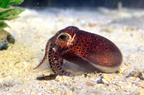 New Species of Bobtail Squid Discovered in Okinawa [Video]