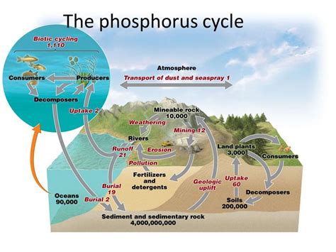 Human-made phosphorus pollution is reaching dangerous levels around the ...