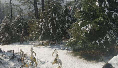 Himachal Pradesh receives this season's first snowfall. Here is what it looks like - cnbctv18.com