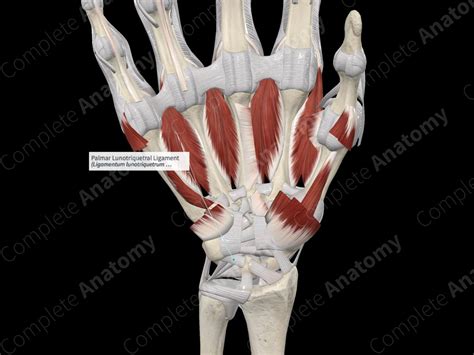 Palmar Lunotriquetral Ligament | Complete Anatomy