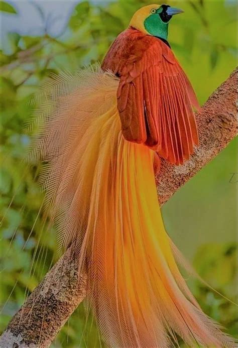 Bird Colours 1 - Fascinating birds by Geeta Radhakrishna Menon - Bird Colours 1 - Fascinating ...