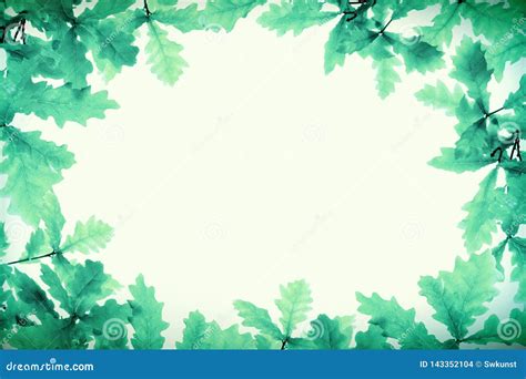 Green Oak Leaves Border Isolated . Nature Background. Stock Photo ...