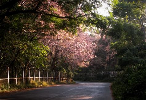 Experience Cherry Blossom Festival in Shillong - Honeymoon Bug