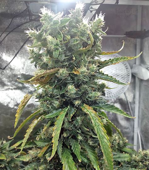 Super Skunk feminized seeds for sale by Seedstockers - Herbies