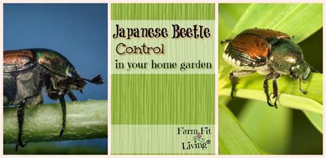 Japanese Beetle Control in Your Home Garden - Farm Fit Living