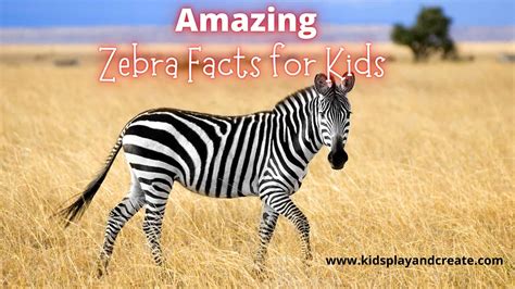 Discover Amazing Zebra Secrets: Fun Facts for Kids and Freebies - Kids ...