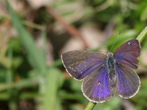 Australian bushfire areas receive Landcare grants to help save native ...