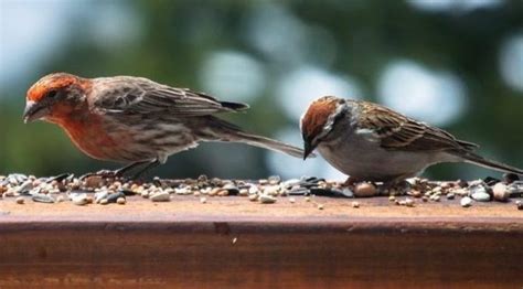 Are the Galapagos finch beaks evidence of Darwinian evolution? | WINTERY KNIGHT