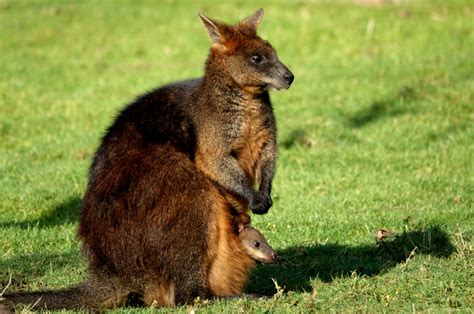 Wallaby - ZooBorns