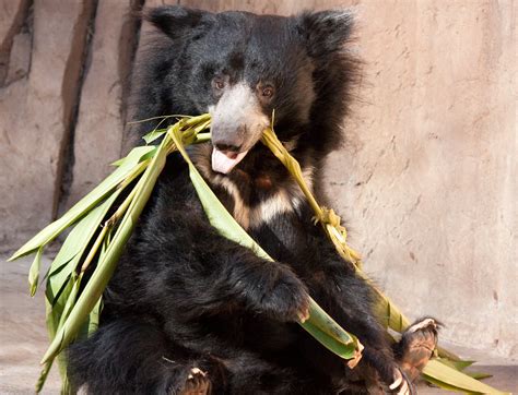 Sloth Bear eating some shrubs | it was whipping the plants a… | Flickr