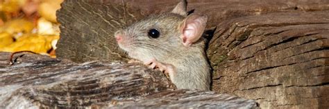 Rat Exterminator Richmond VA - Critter Authority