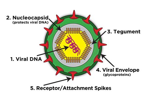 How Viruses Reproduce - ViraFend® Virus Defense Formula