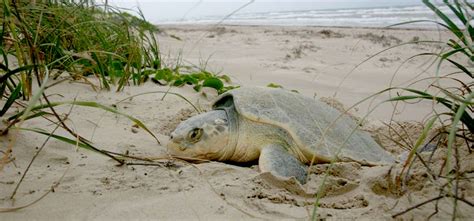 Sea Turtle Nesting | Caribbean Press Release