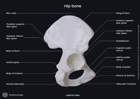 Hip Bone Encyclopedia Learn Anatomy 3D Models, Articles,, 45% OFF