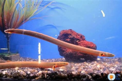 Do You Know Rope Fish Tank Size And Conditions? (Now You Know!)