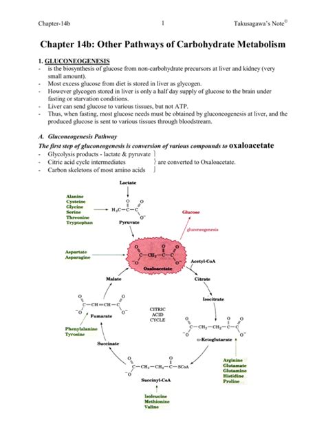 Chapter 14b: Other pathways of carbohydrate metabolism