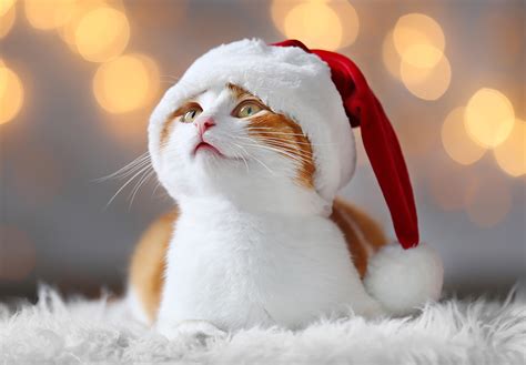 Christmas Gifts for Cats: 10 Fun Stocking Stuffer Ideas