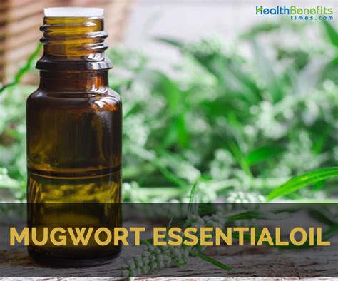 Mugwort essential oil Facts and Health Benefits