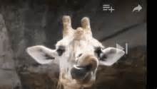 Giraffe GIFs | Tenor