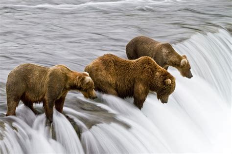 Brown bears fishing for salmon by Michael Nolan - robertharding