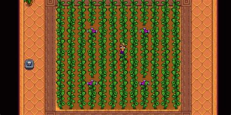 Stardew Valley: How to Get Ancient Seeds