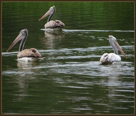 Bangalore Pelicans : Bagmane Lake | indianature12 | Flickr