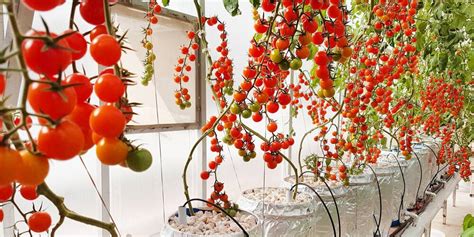 Grow Juicy Hydroponic Tomato Plants: Tips And Tricks