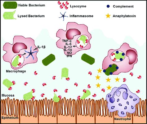 Lysozyme modulates the immune response. At the site of infection,... | Download Scientific Diagram