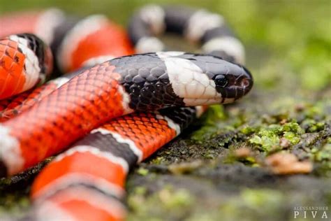 10 Venomous Snakes Of Brazil - Snake Radar