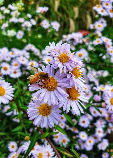 Boltonia/Aster hybrid - lilac - 9cm pot