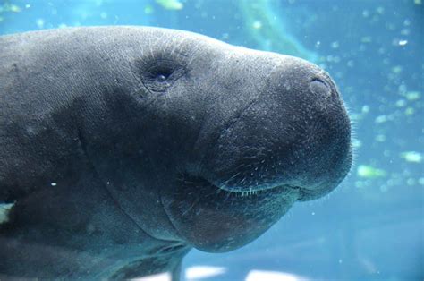 40 Manatee Facts Too Adorable To Miss - Facts.net