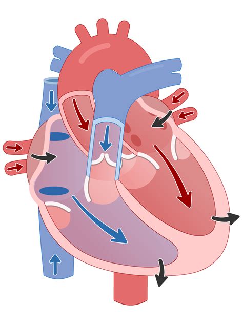 Cardiac Cycle (Lesson) – Human Bio Media