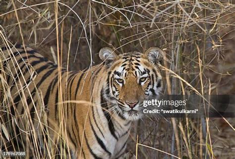 980 India Tiger Cubs Stock Photos, High-Res Pictures, and Images ...