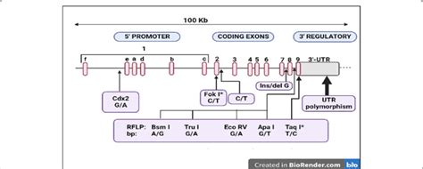 Structure of vitamin D receptor gene and position of known ...