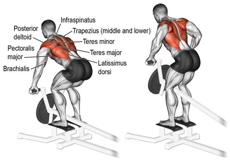 T-Bar Row Exercise Guide: Muscles Worked, How-To, Benefits, Variations & Mistakes – Fitness Volt