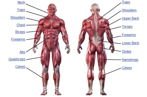 human muscular system diagram unlabeled - Google Search | Trening