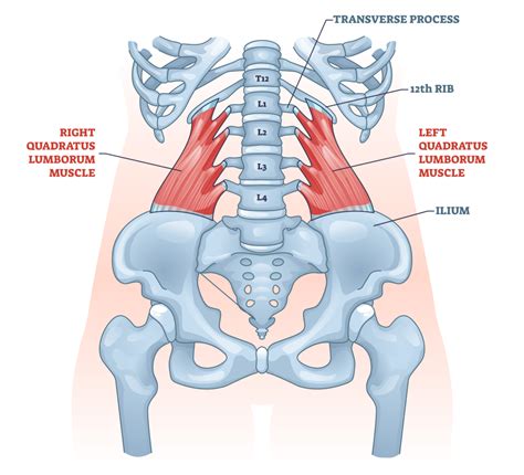 Quadratus Lumborum