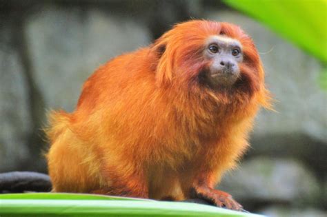 Golden Lion Tamarin Facts, Pictures, Information & Video