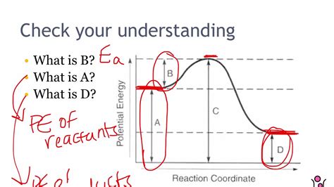 Unit 13 Lesson 2: Potential Energy Diagrams - YouTube